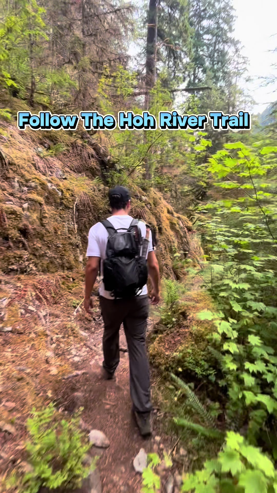 Hoh River Trail