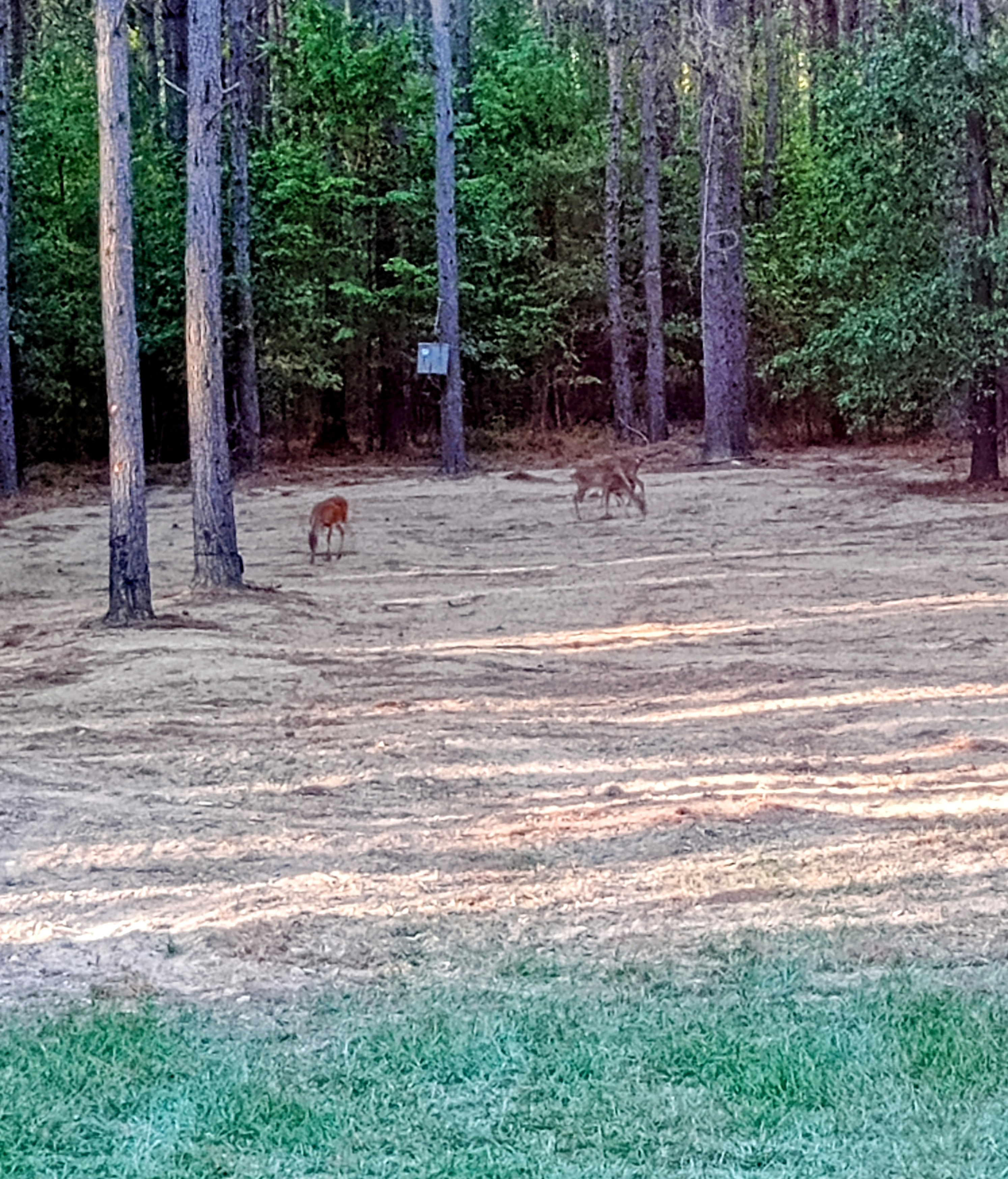 Homochitto National Forest, MS