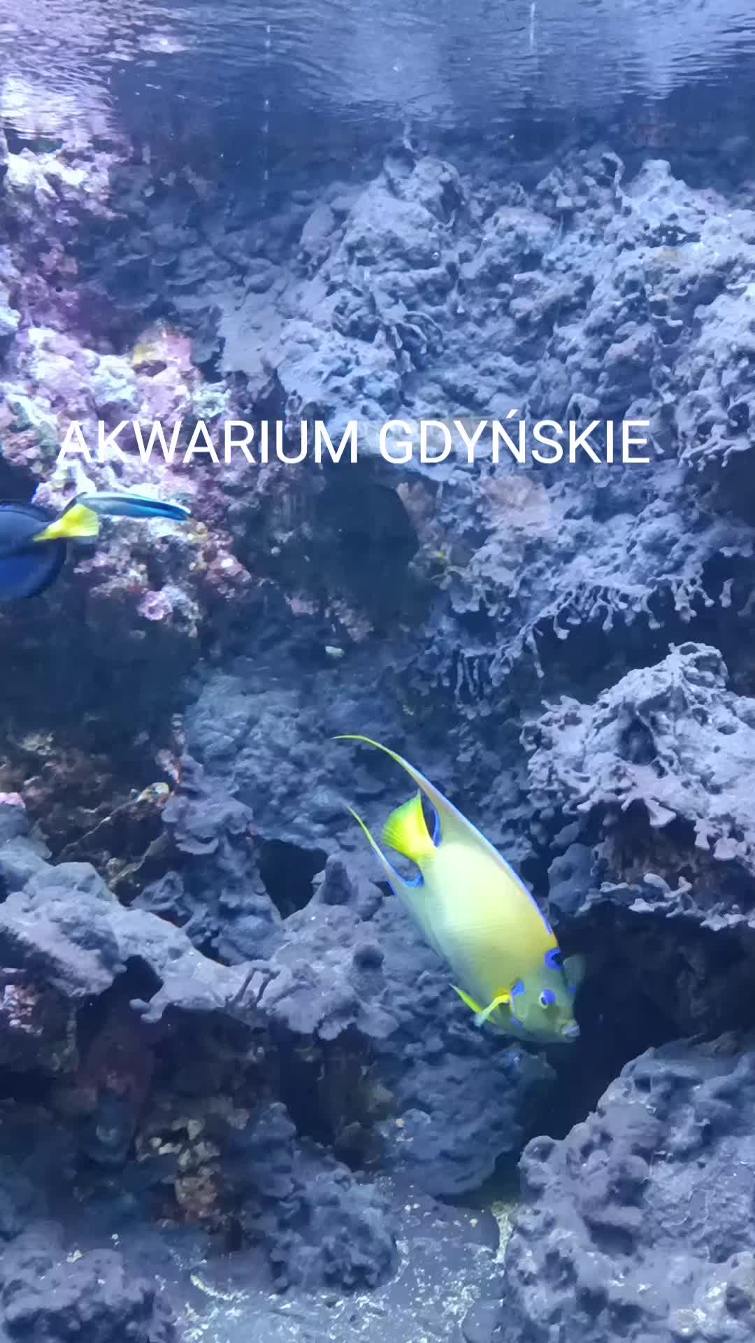 האקווריום של גידניה (Akwarium Gdyńskie)