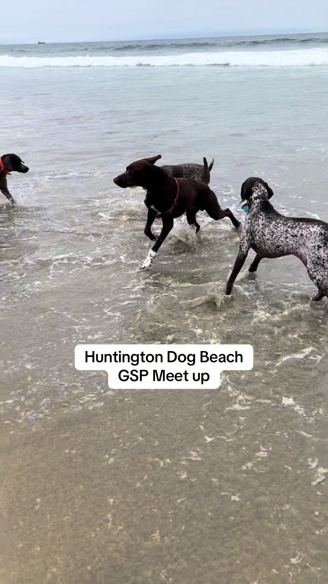 Huntington Dog Beach
