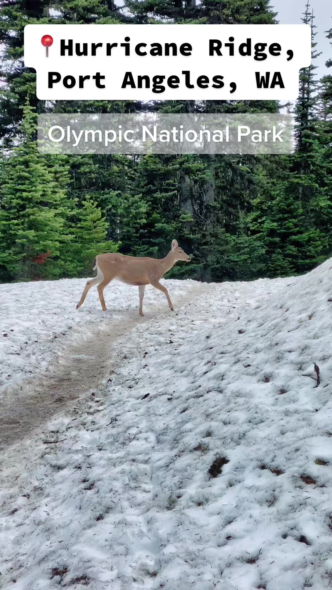 Hurricane Ridge
