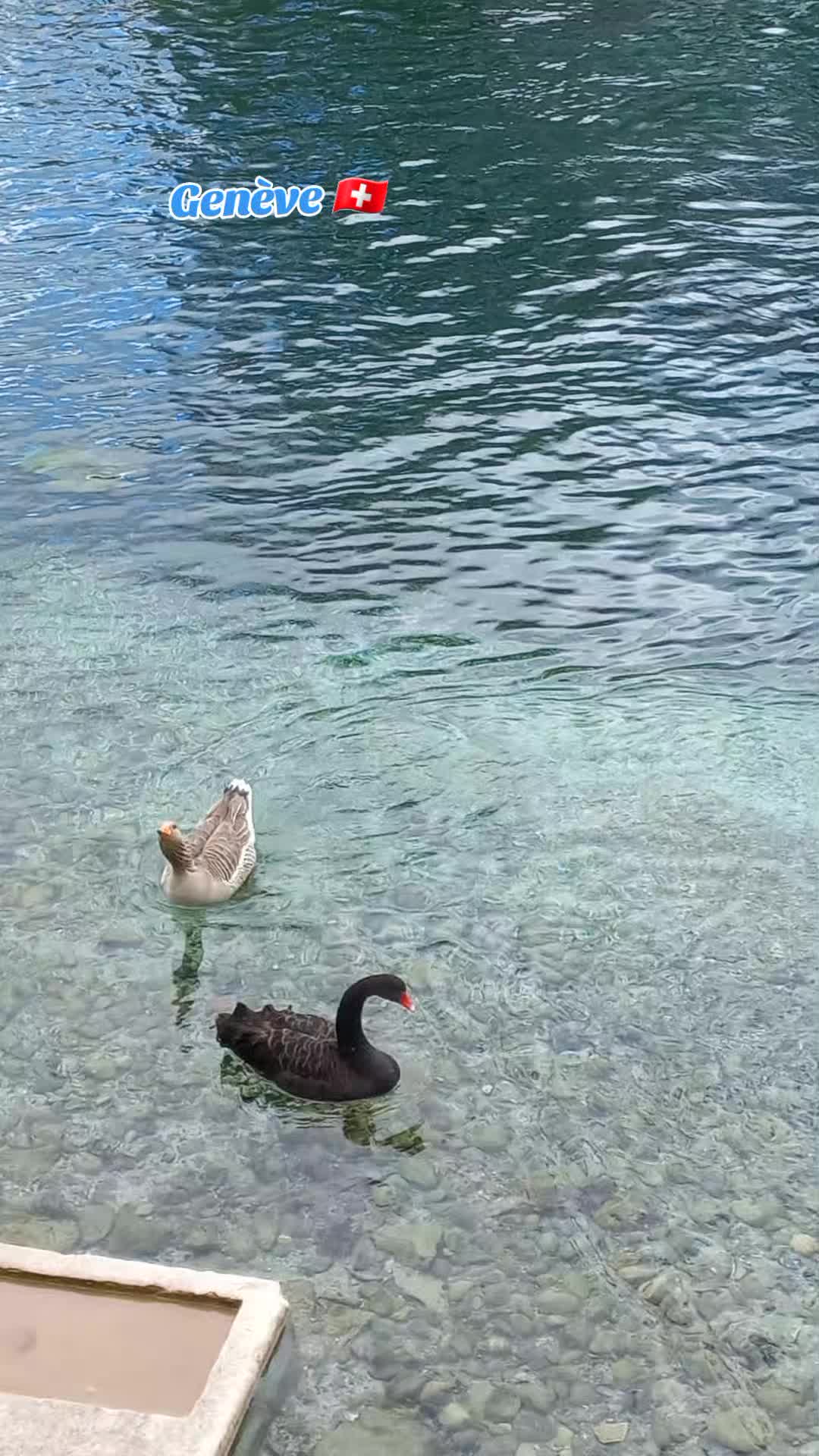 האי רוסו – Ile Rousseau