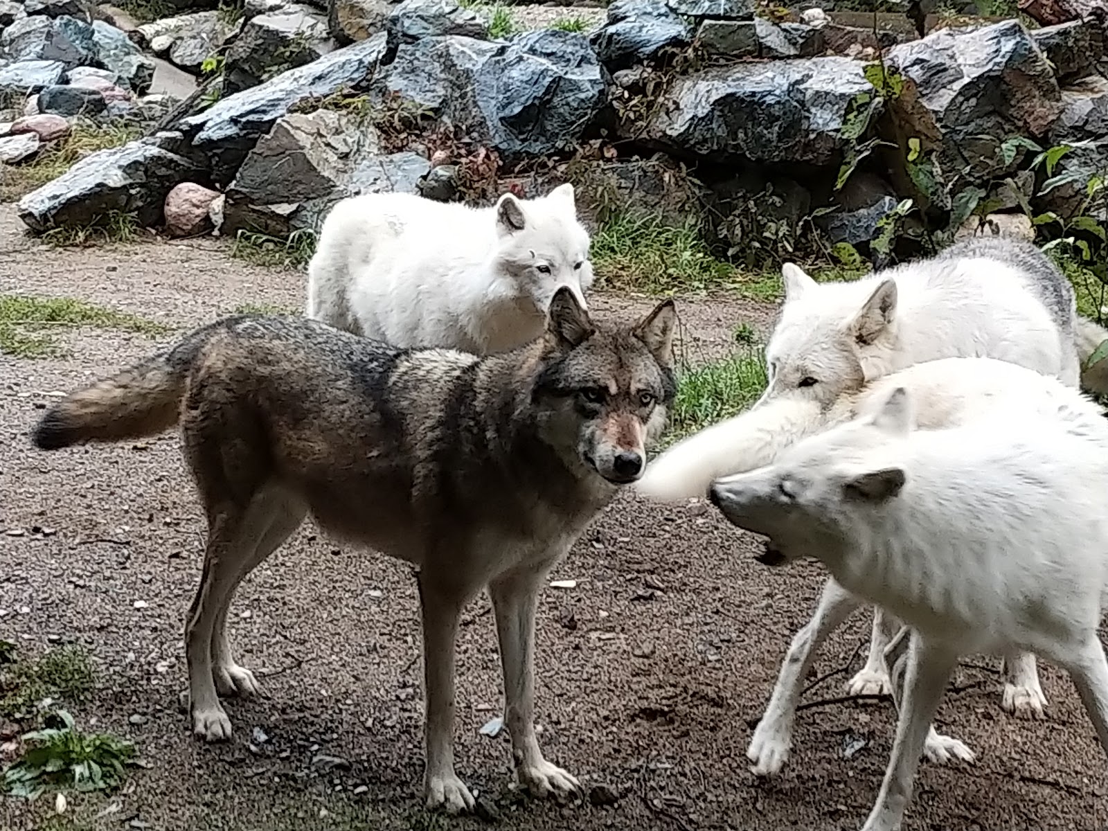International Wolf Center