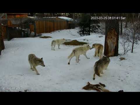 International Wolf Center