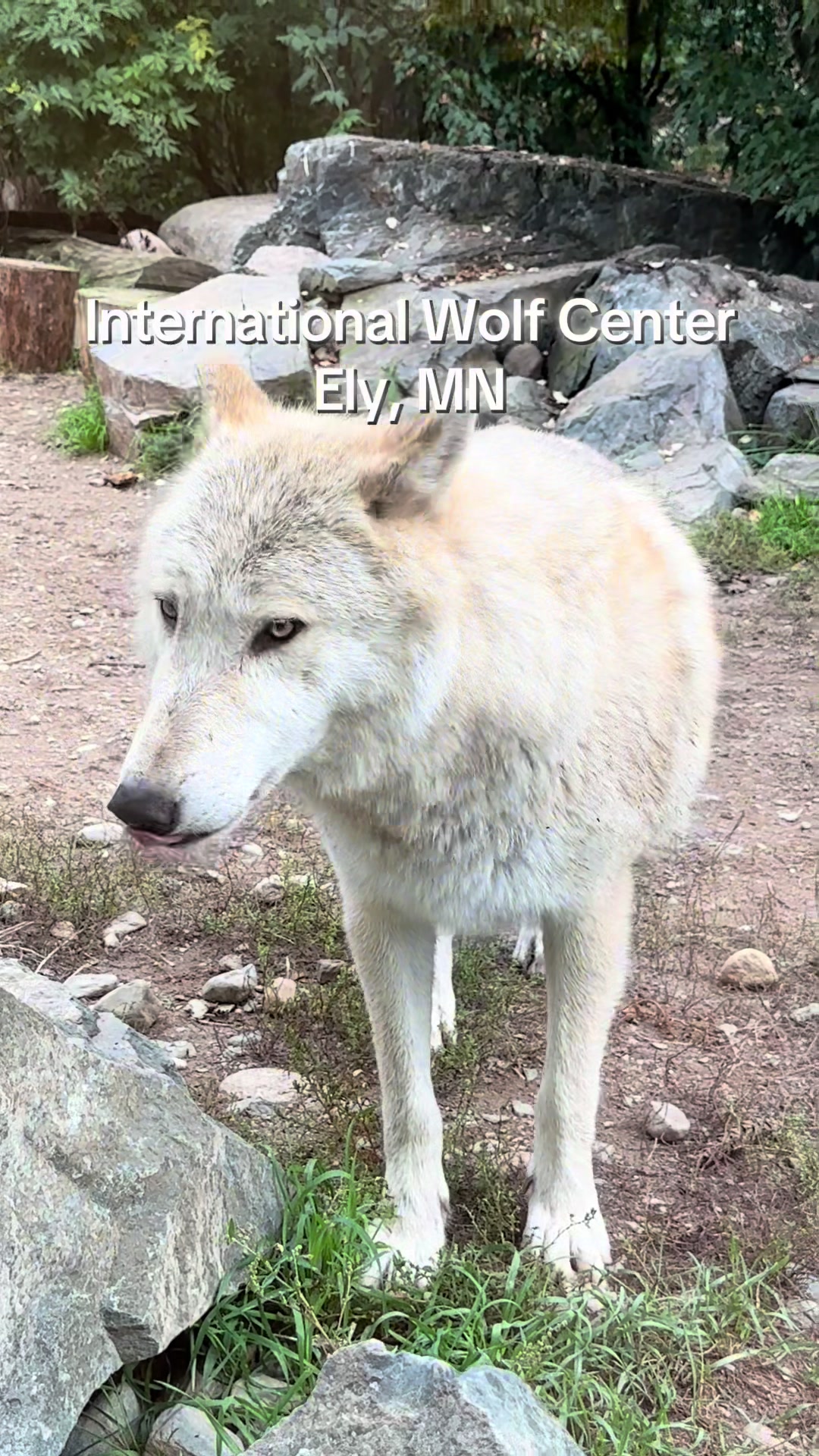 International Wolf Center