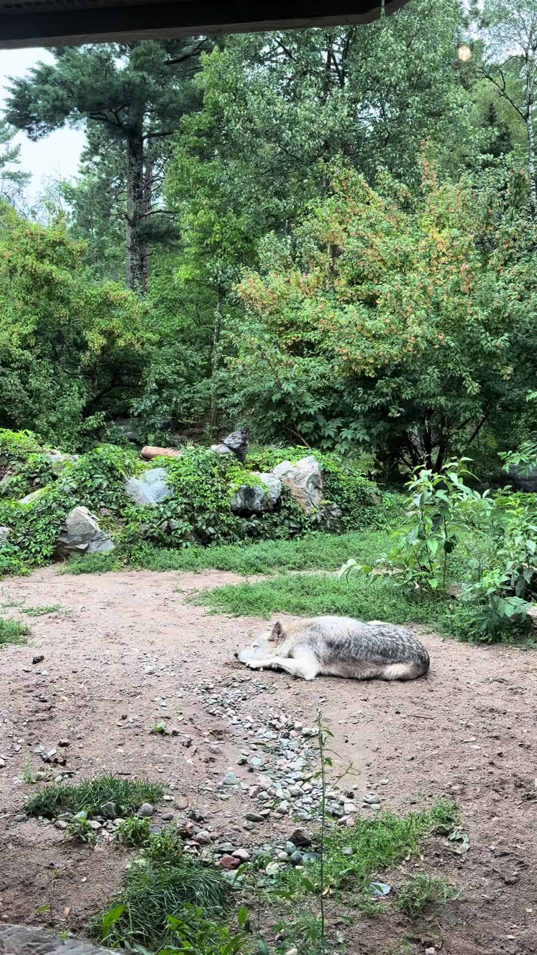 International Wolf Center