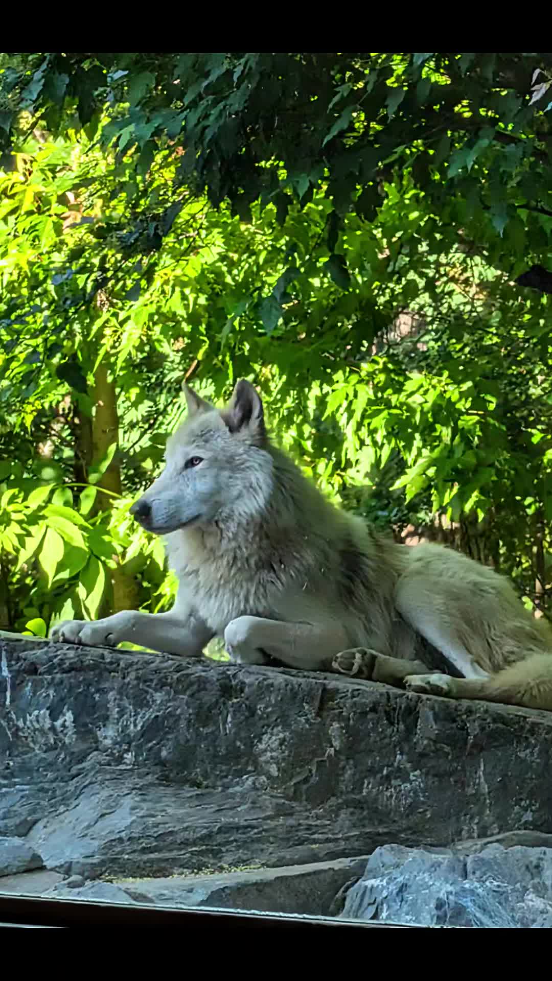 International Wolf Center