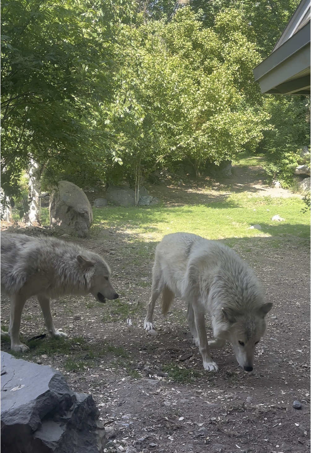 International Wolf Center