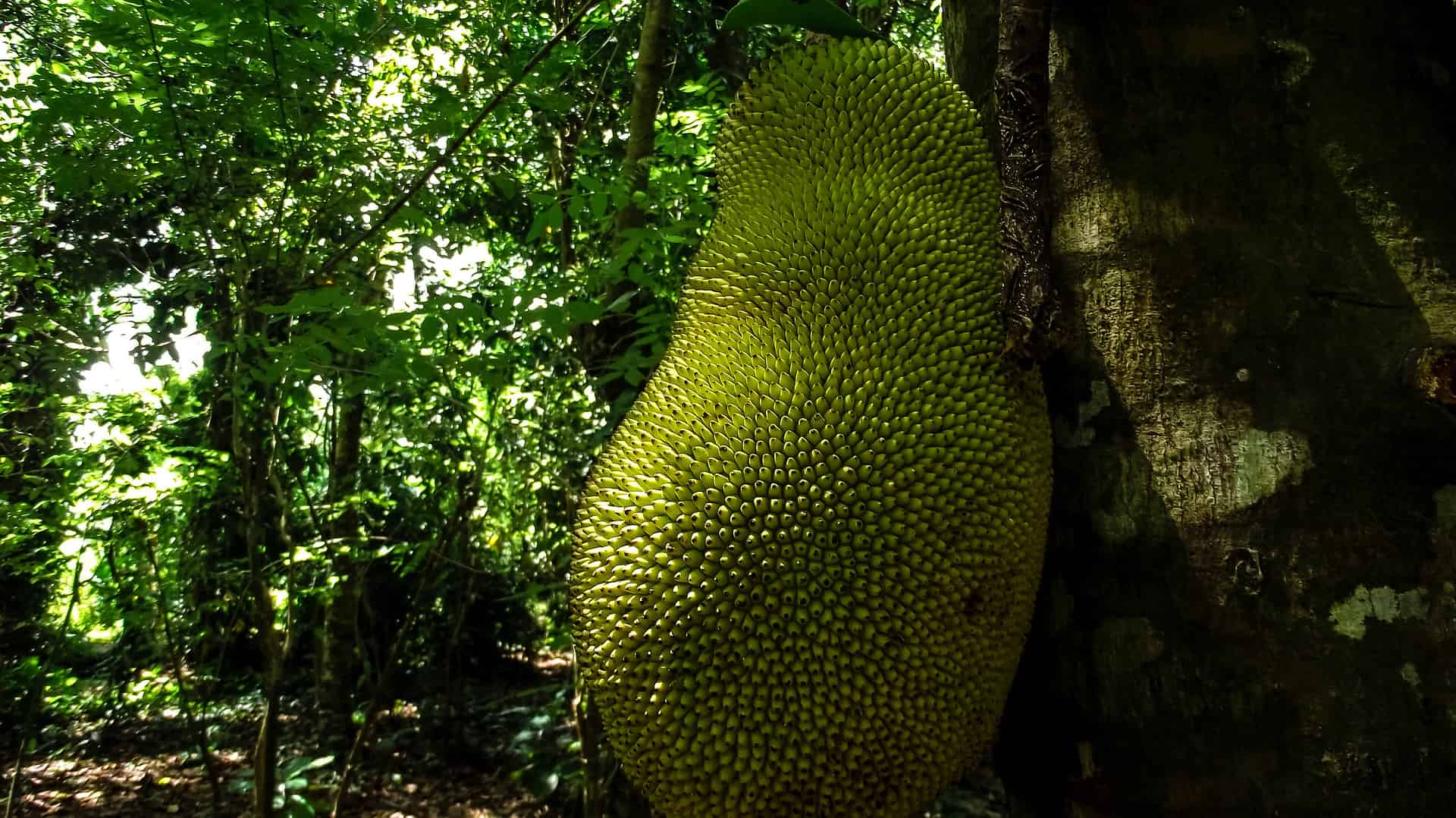 Spice Farm Tour
