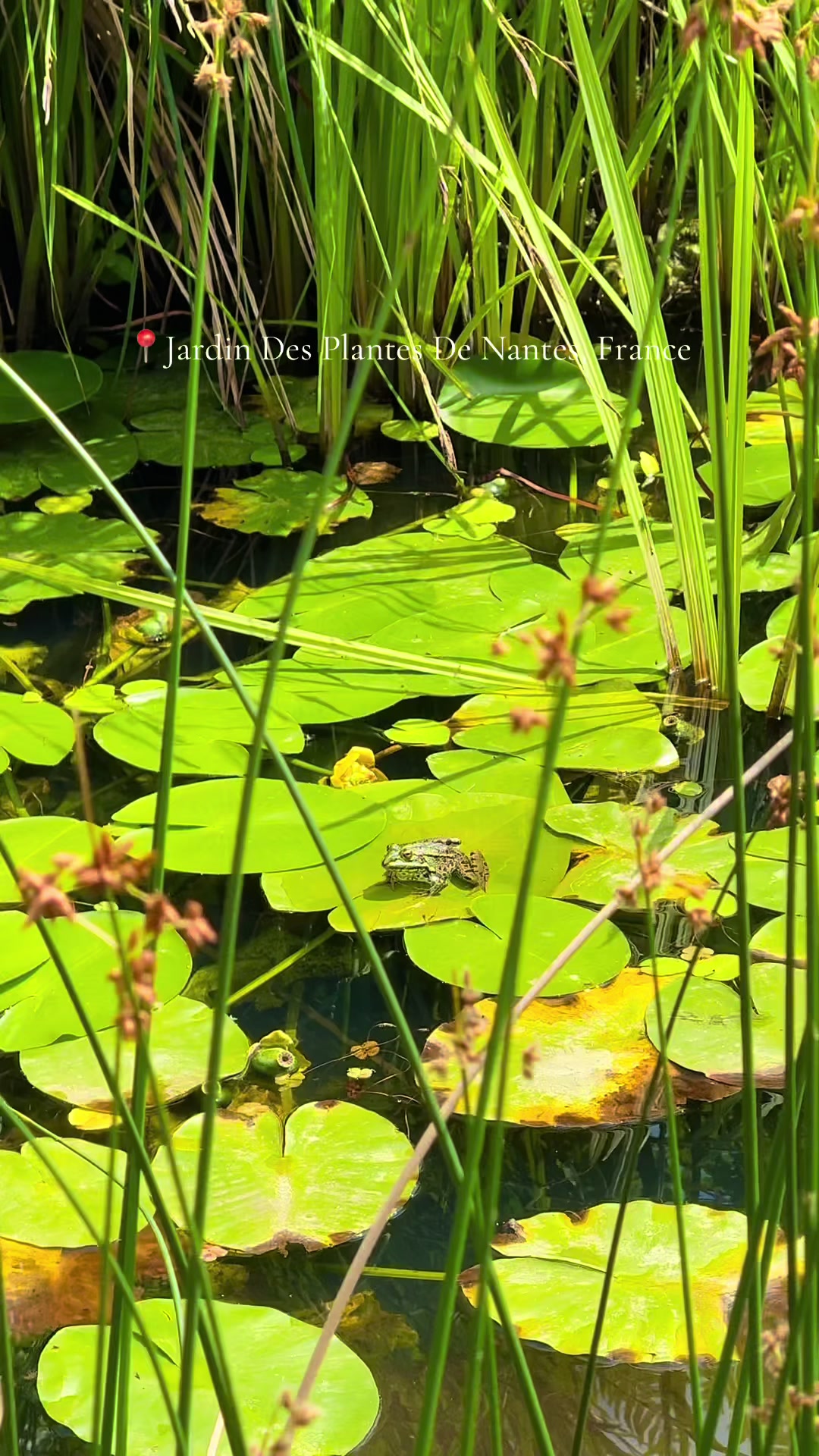 Jardin des Plantes de Nantes