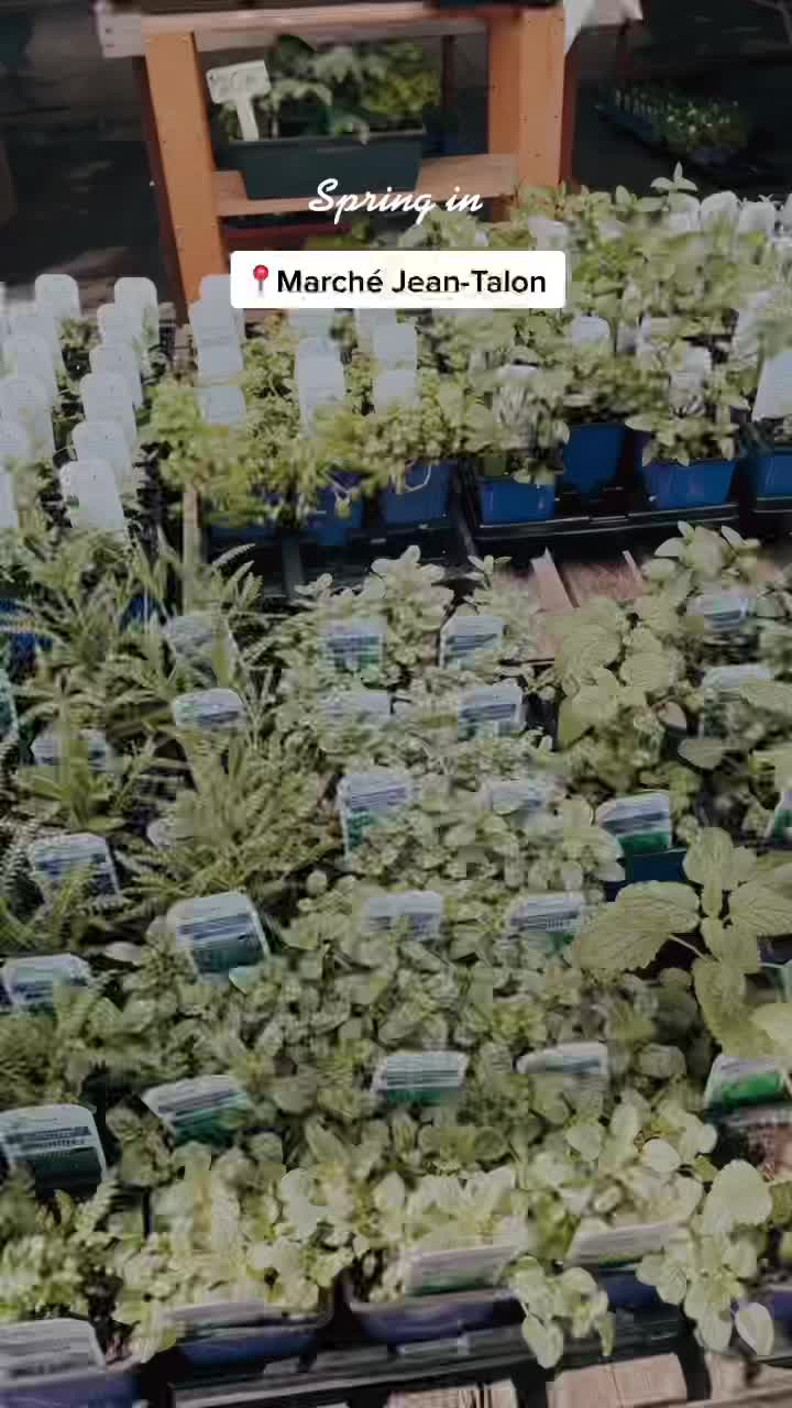 Jean-Talon Market