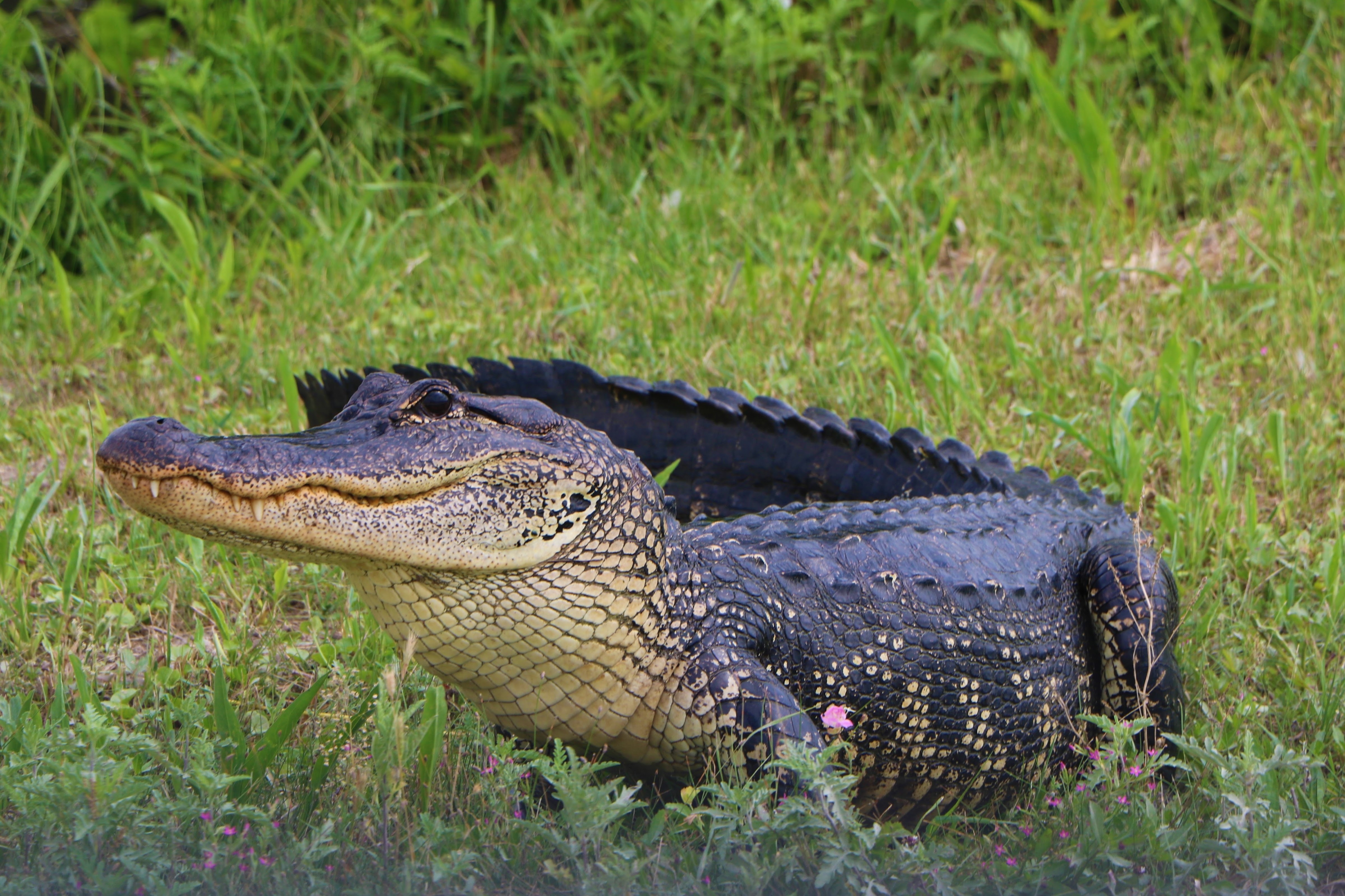 Anahuac National Wildlife Refuge