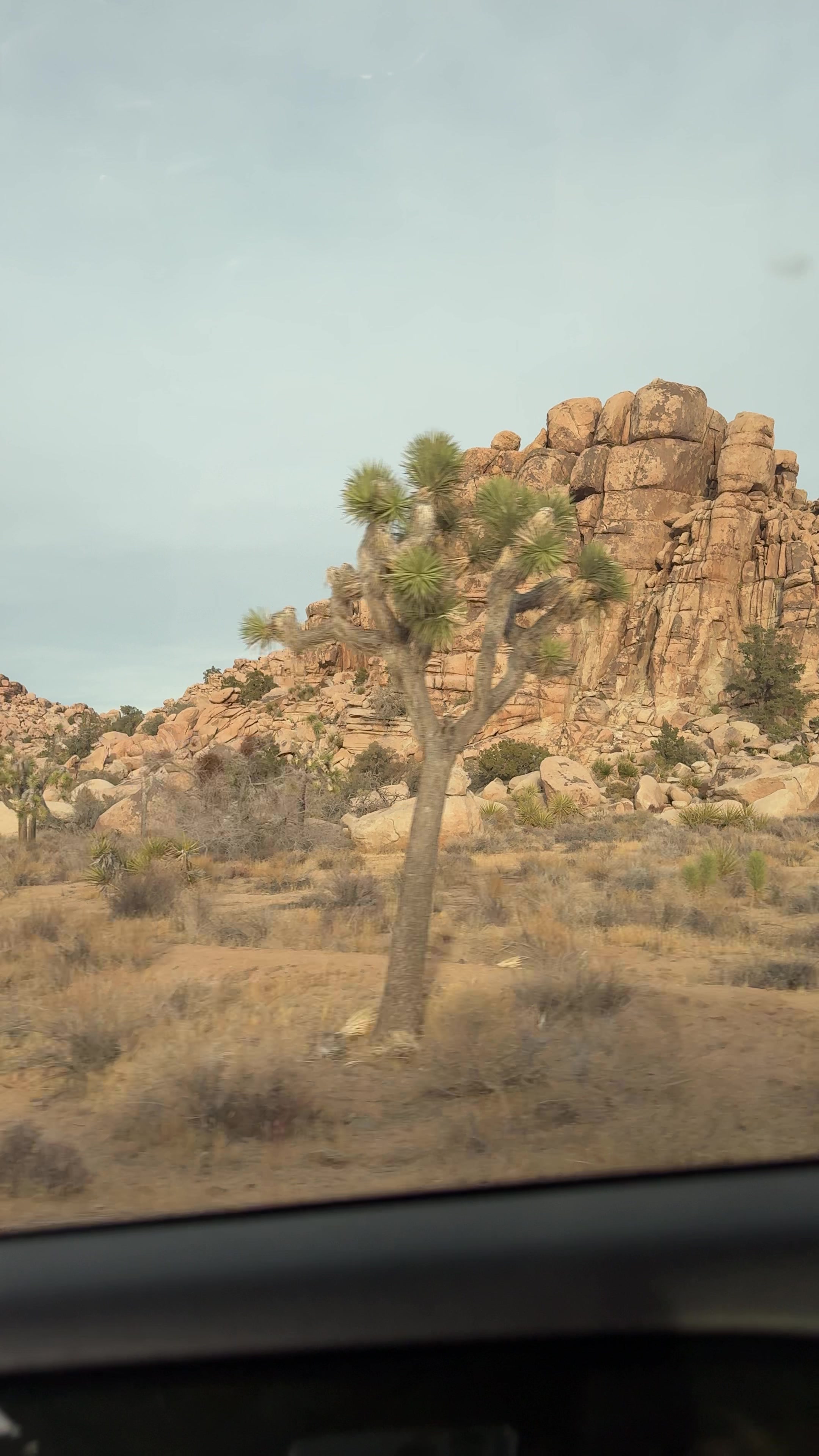 Joshua Tree National Park
