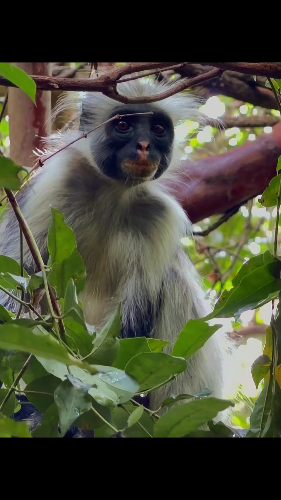 Jozani Chwaka Bay National Park