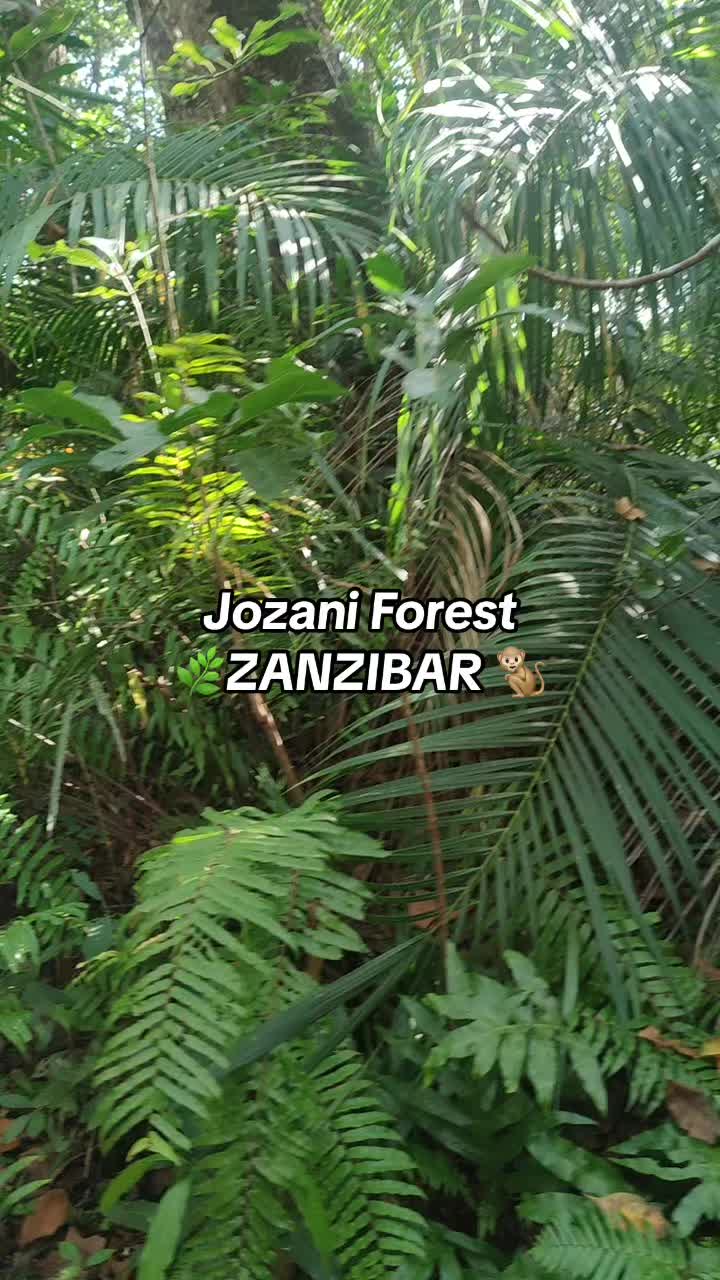 Jozani Forest