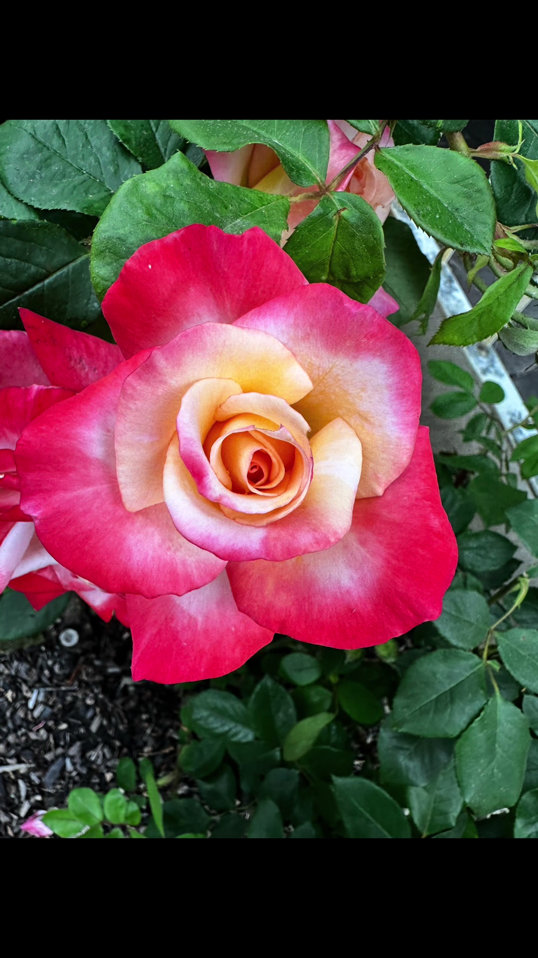 Julia Davis Rose Garden