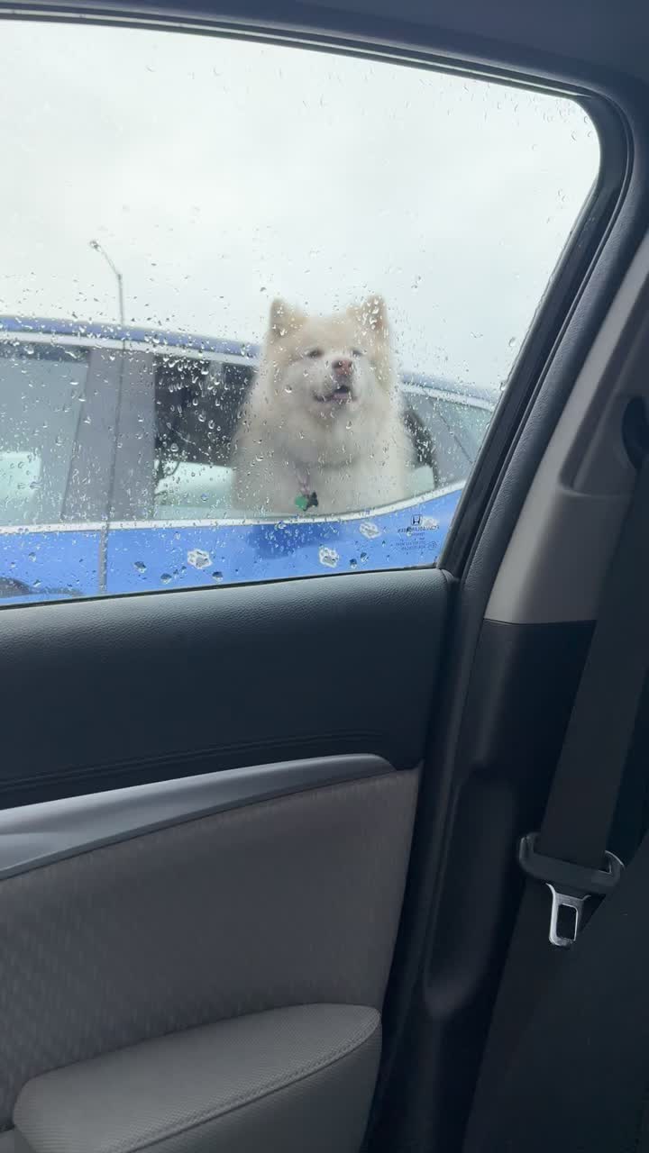 Juneau Dog Park