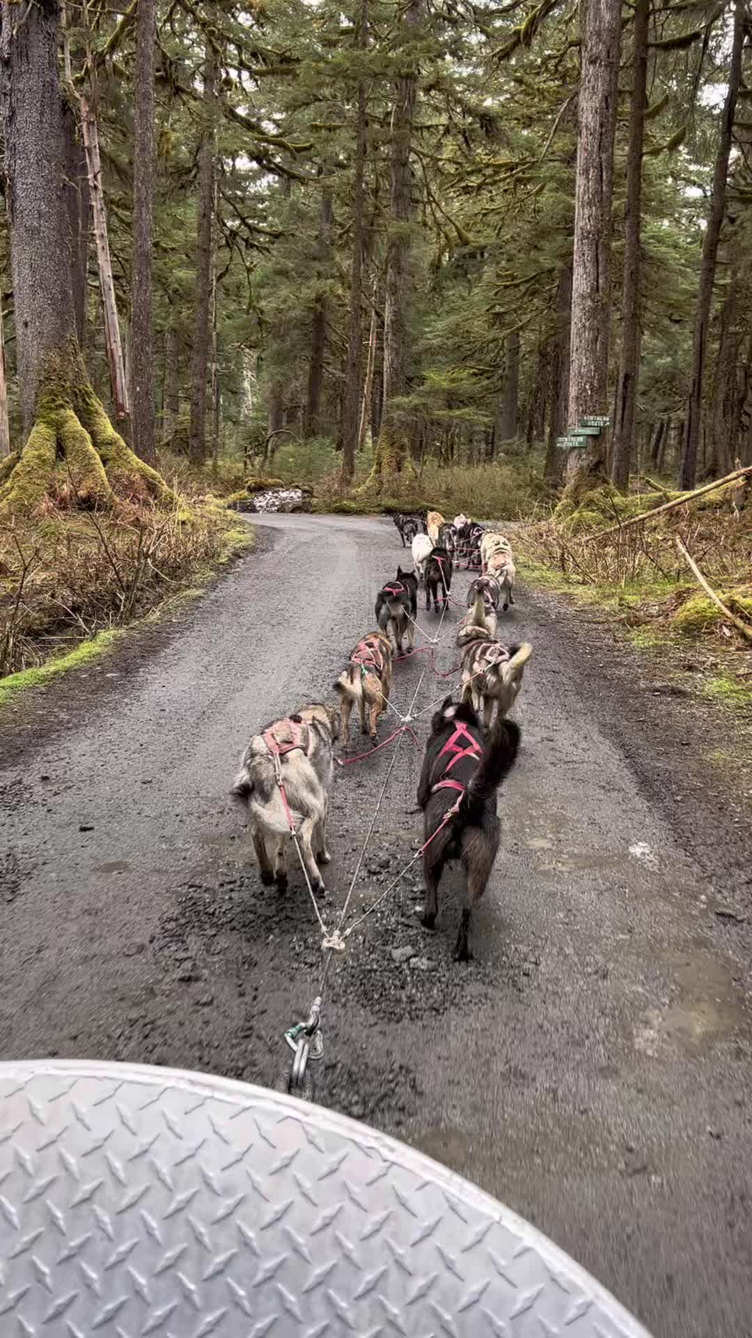 Juneau Dog Park