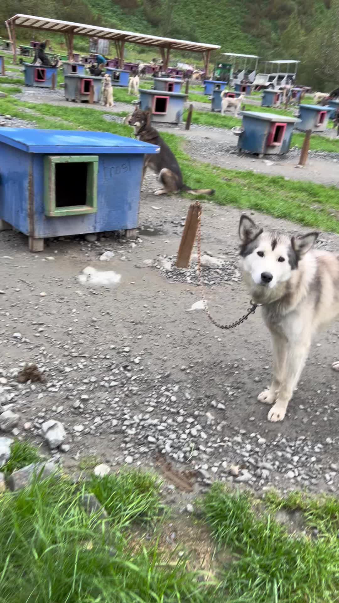 Juneau Dog Park