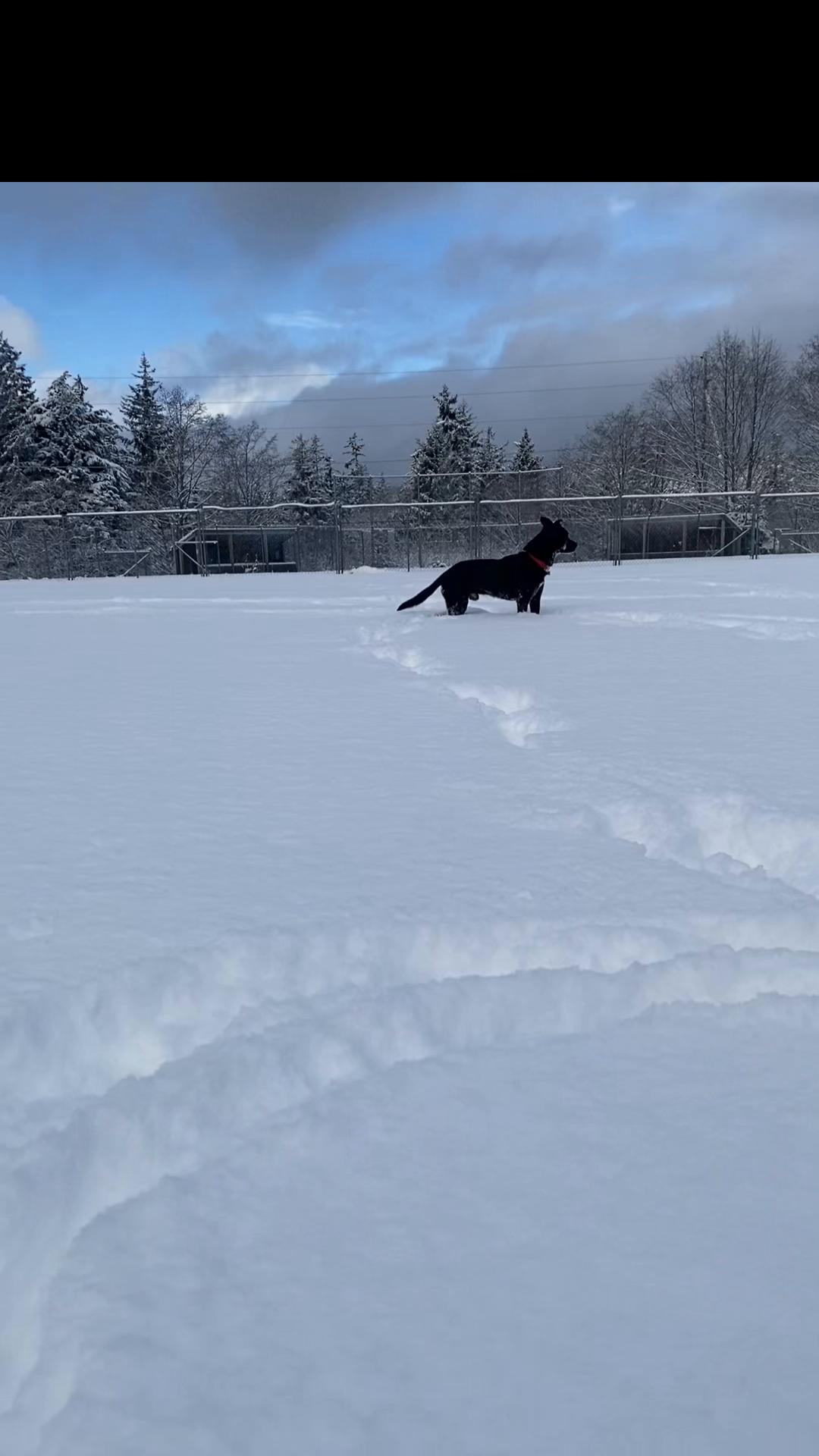 Juneau Dog Park