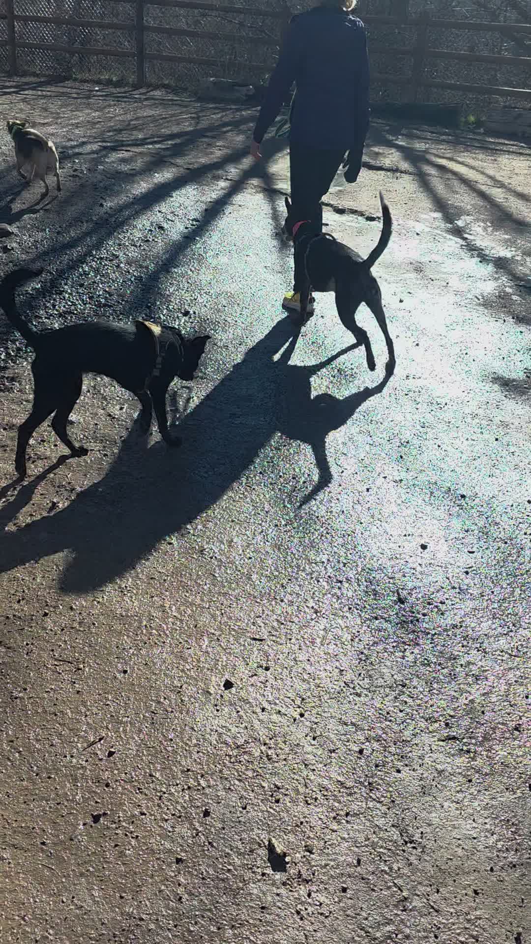 Juneau Dog Park