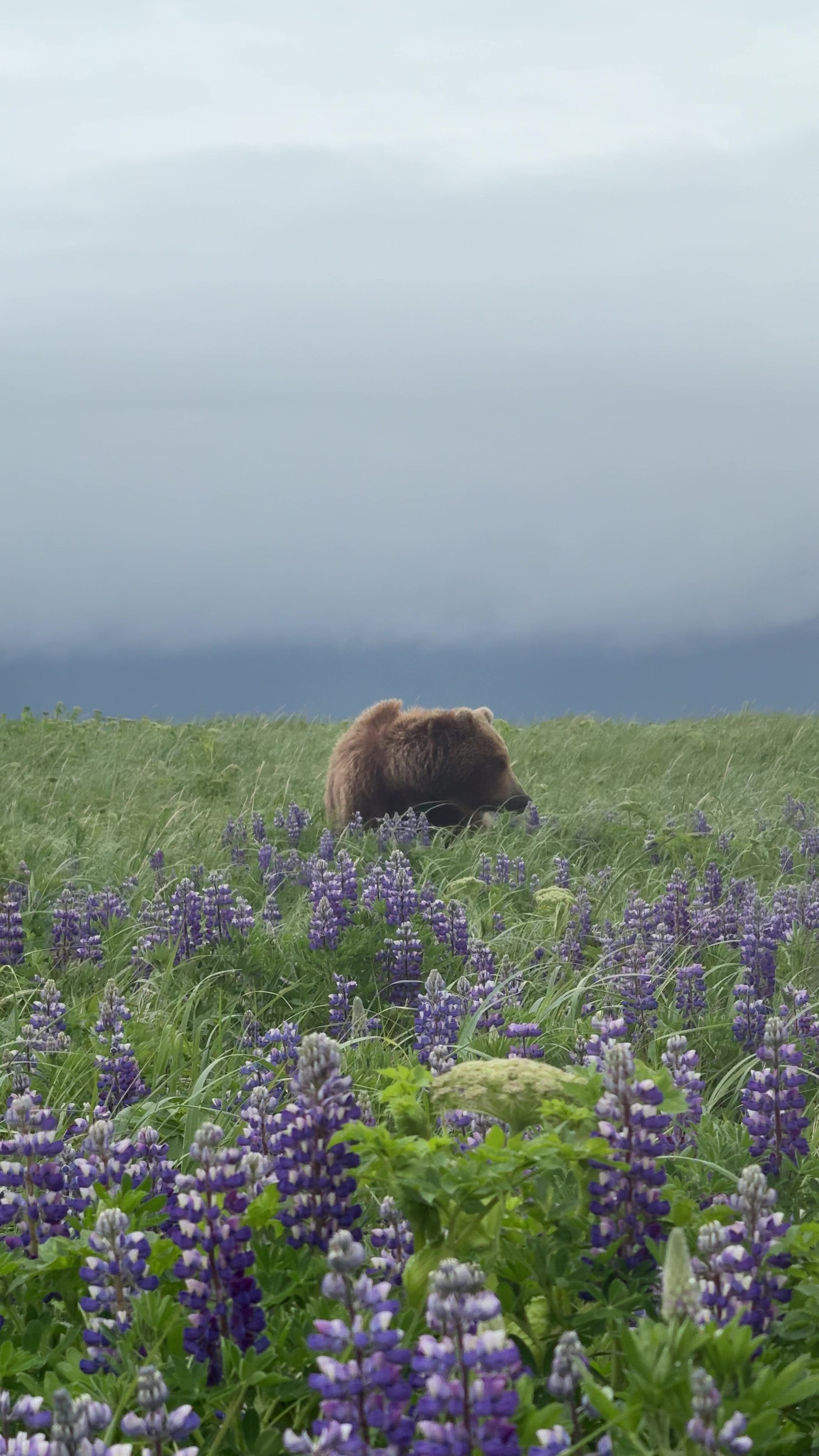 Katmai National Park