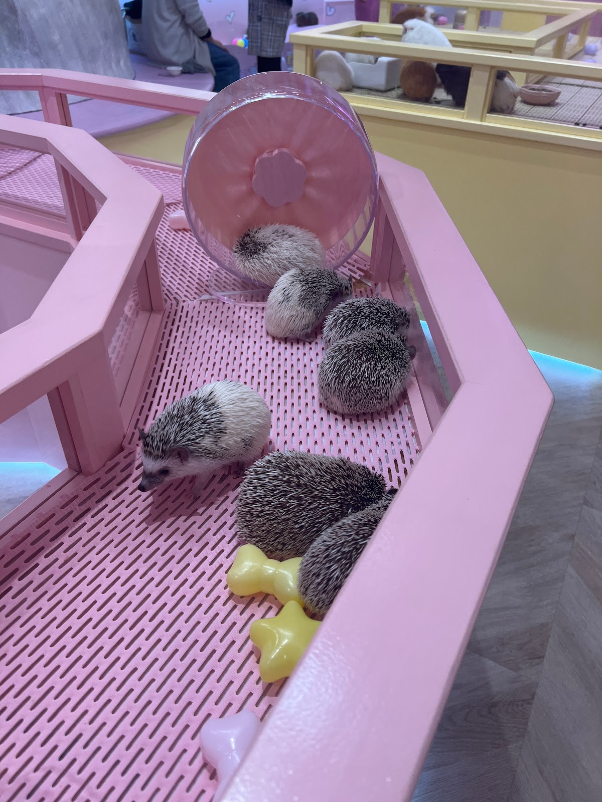 Изображение для Kawaii Monster Café, Harajuku, Tokyo