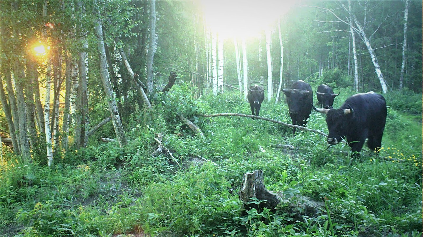 Кемерский национальный парк (Kemeri National Park)