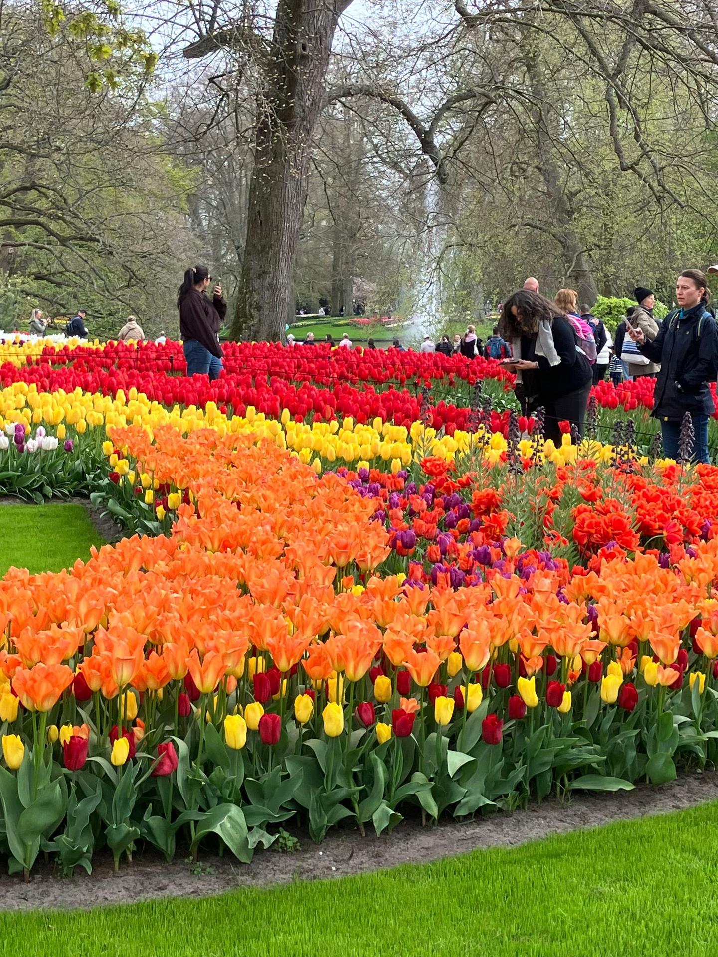 Keukenhof Gardens