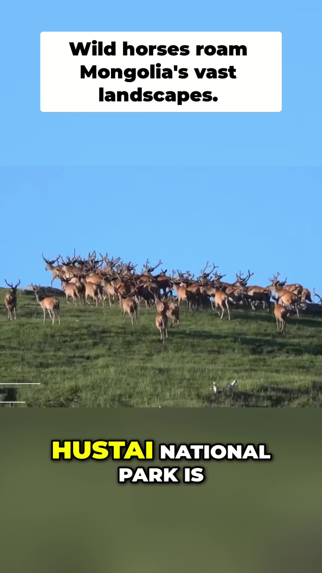 Khustai National Park