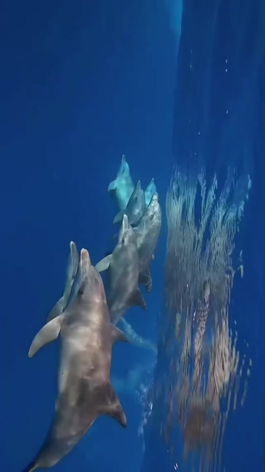 Kizimkazi Dolphin Tour