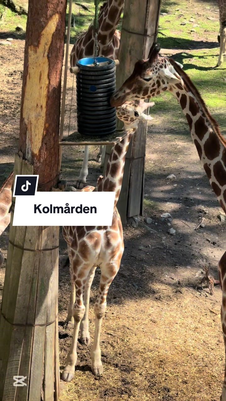 Kolmården Zoo