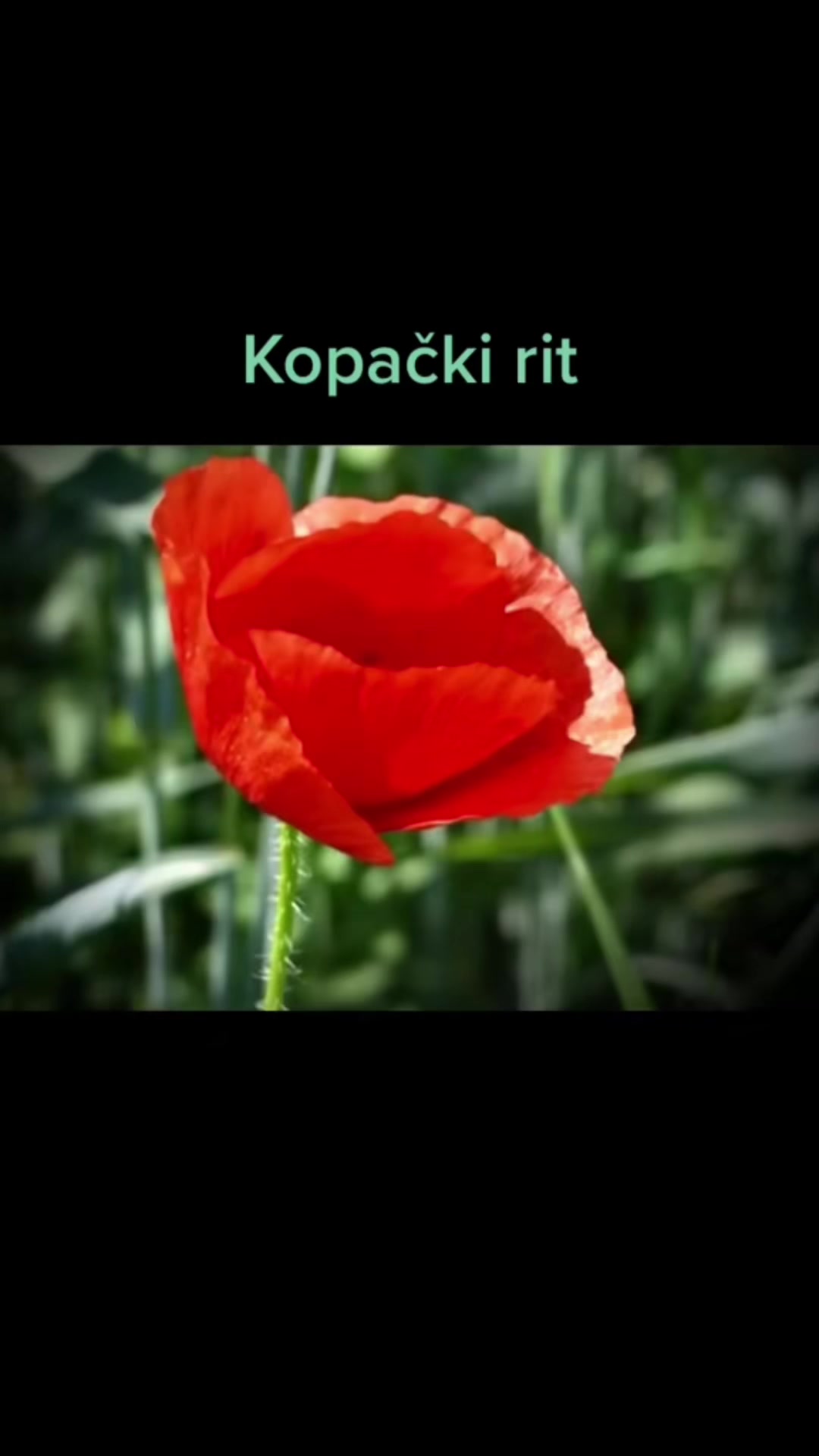 Kopački Rit Nature Park