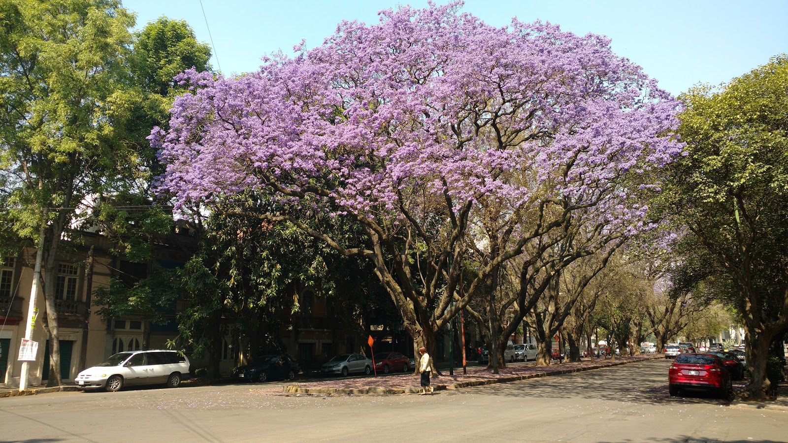 La Condesa