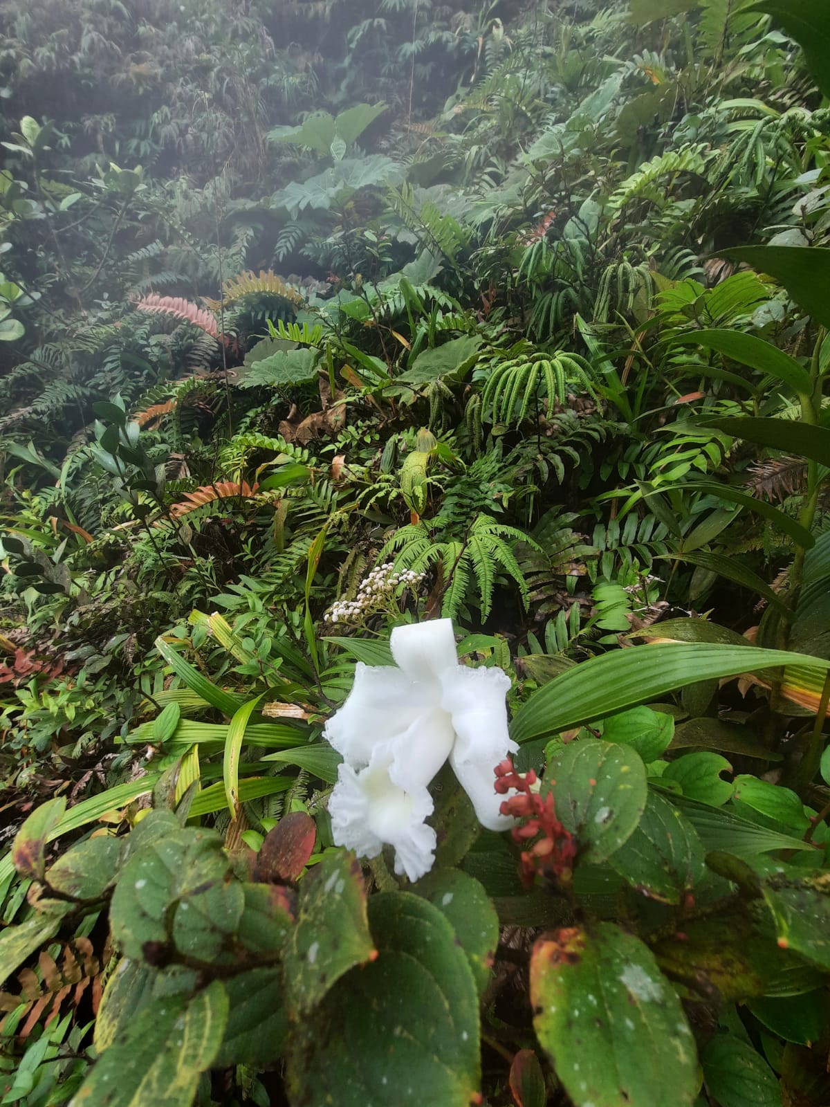 La Fortuna