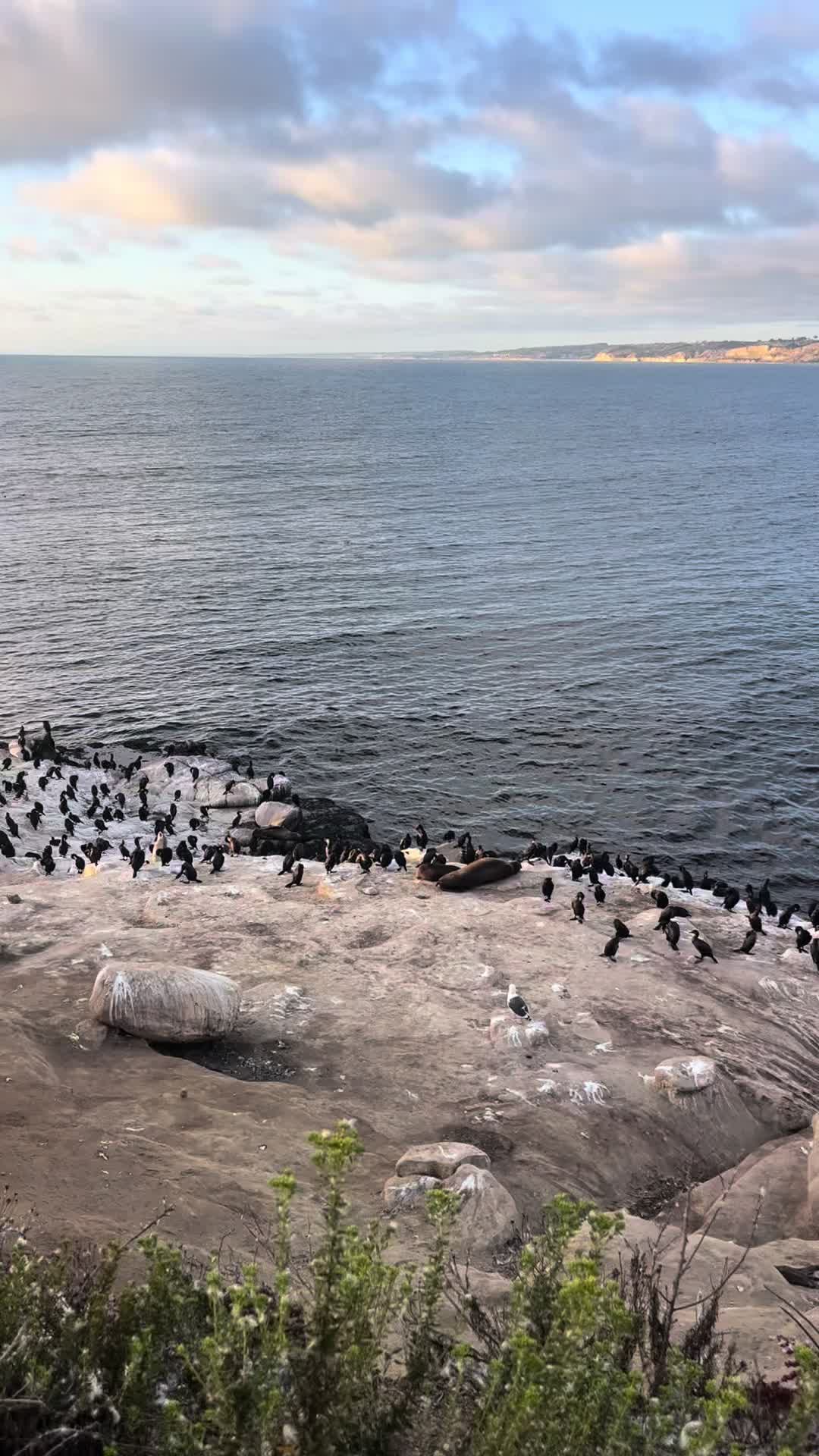 La Jolla Cove