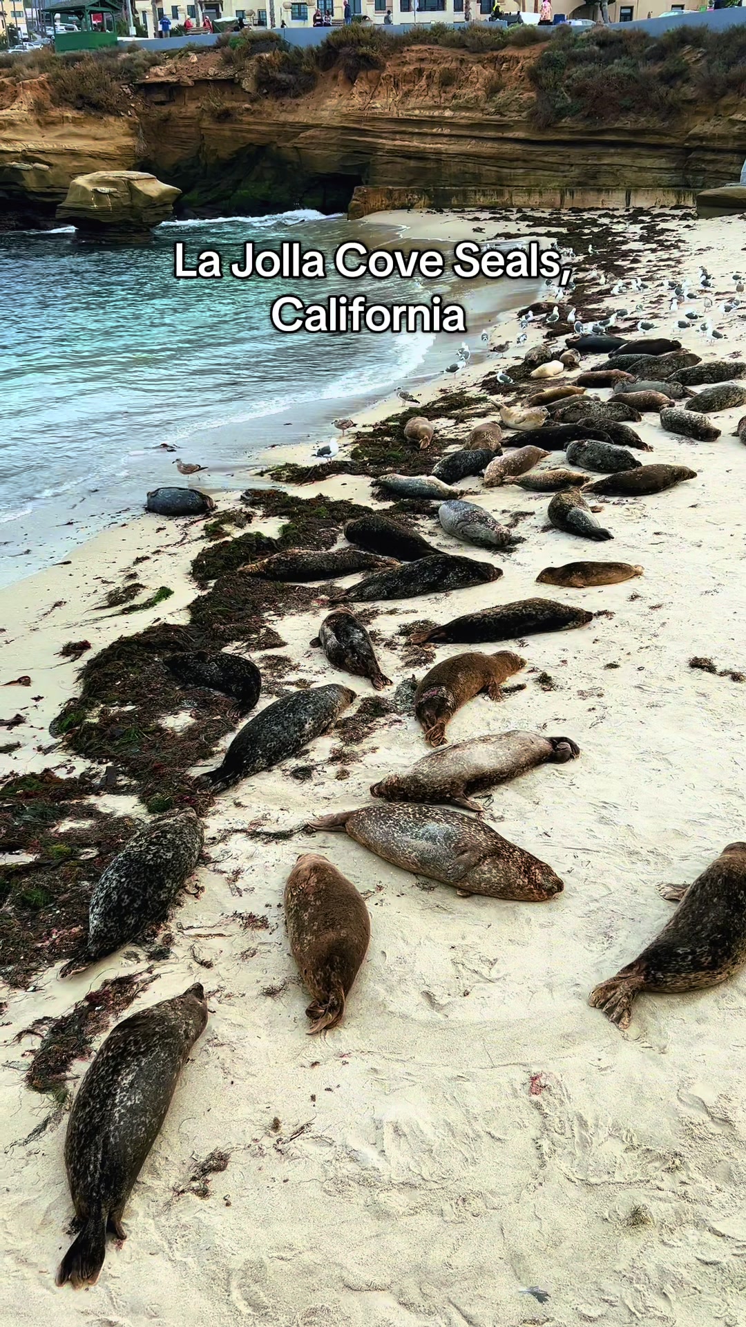 La Jolla Cove