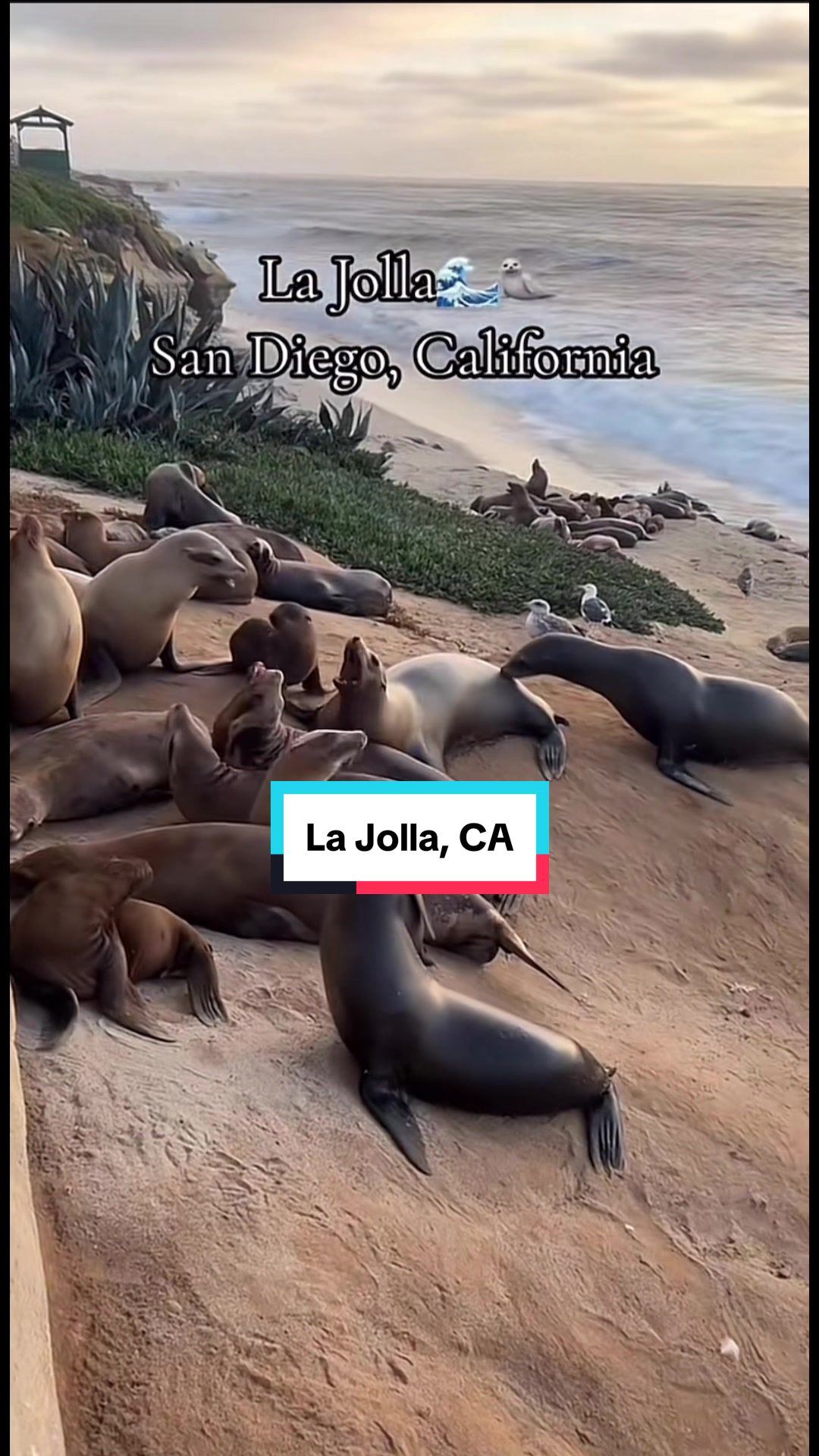 La Jolla Cove