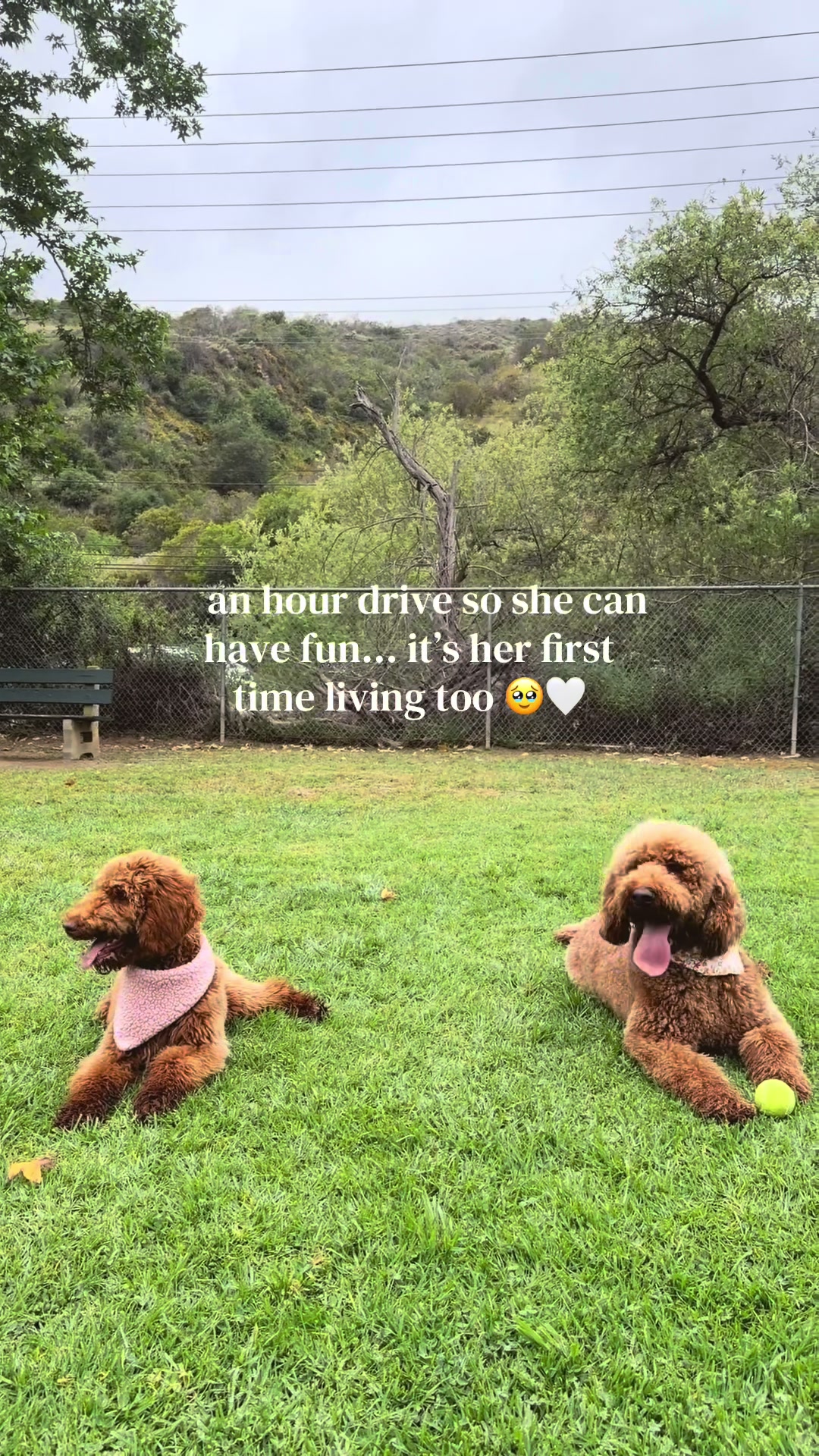 Laguna Beach Dog Park