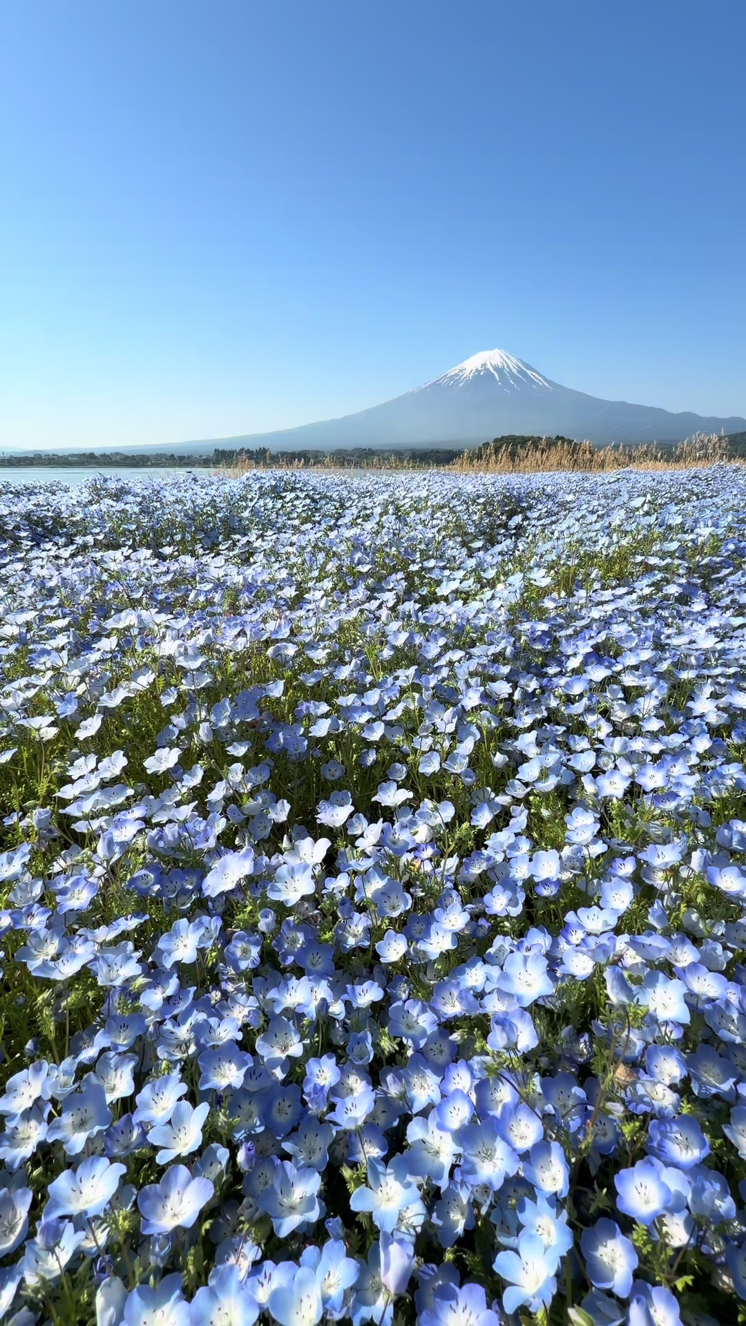Lake Kawaguchi
