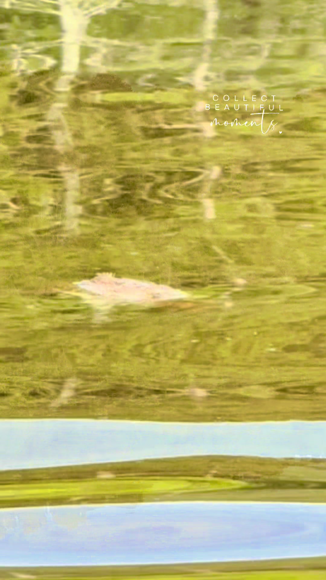 Lake Murray