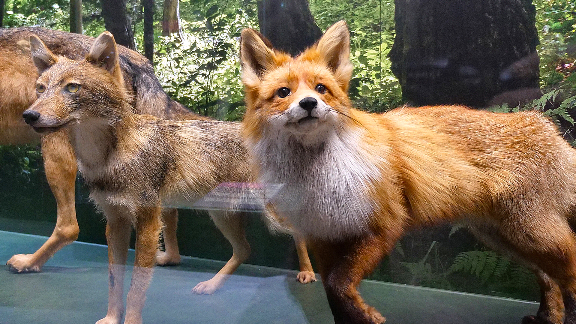 Музей природы Латвии (Latvian Museum of Natural History)