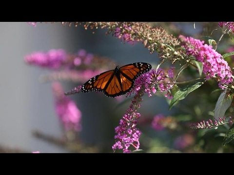 Lauritzen Gardens