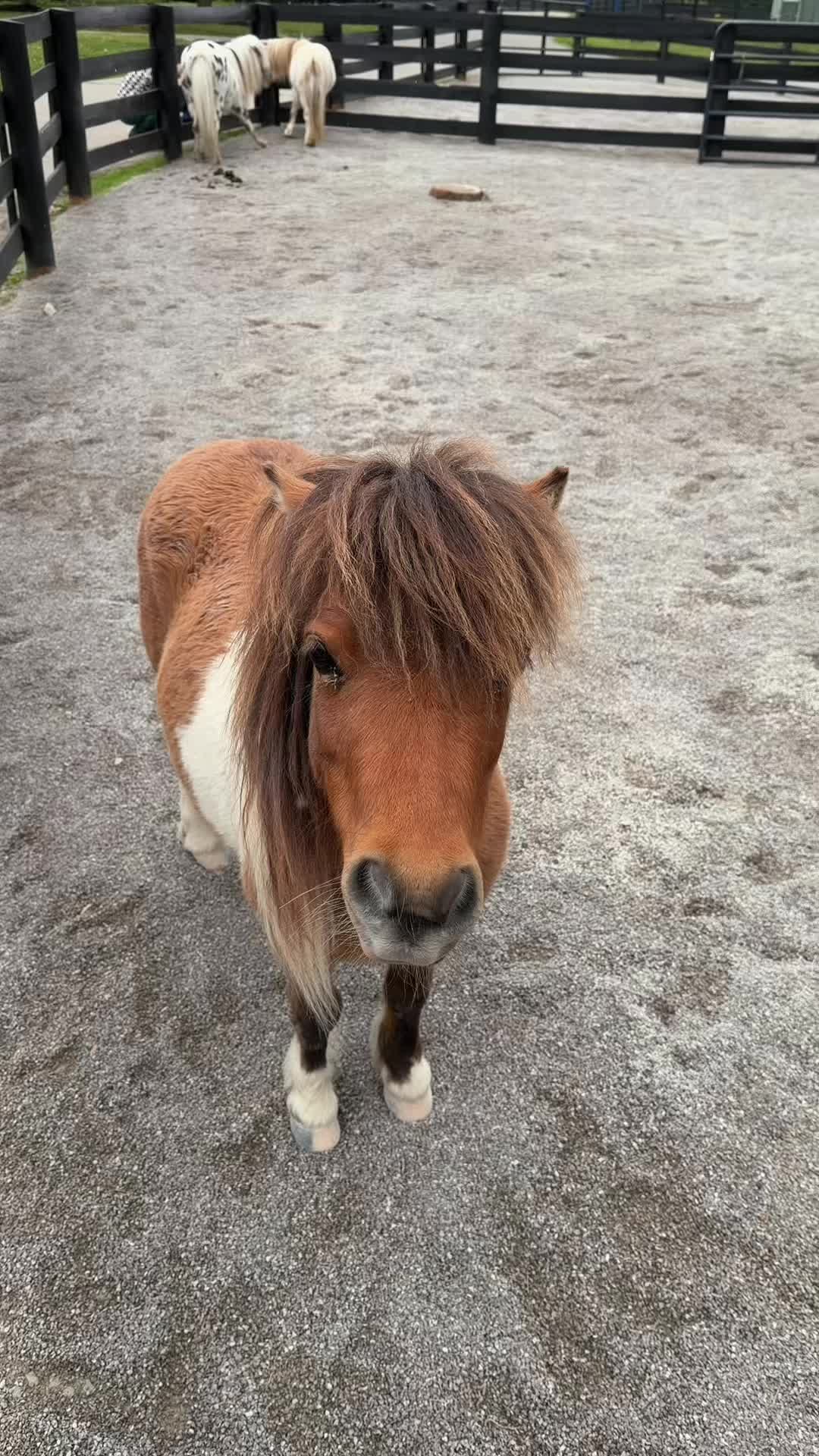Lexington Horse Park