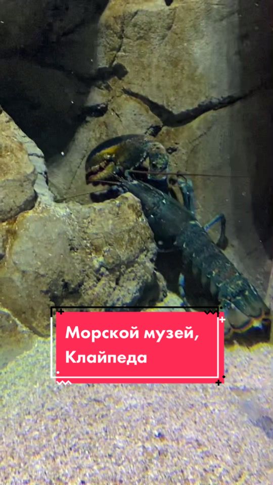 Литовский морской музей и дельфинарий (Lietuvos jūrų muziejus)