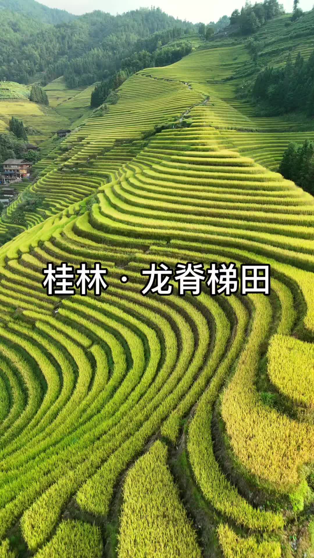Longji Rice Terraces (Драконий хребет, район Луншэн)