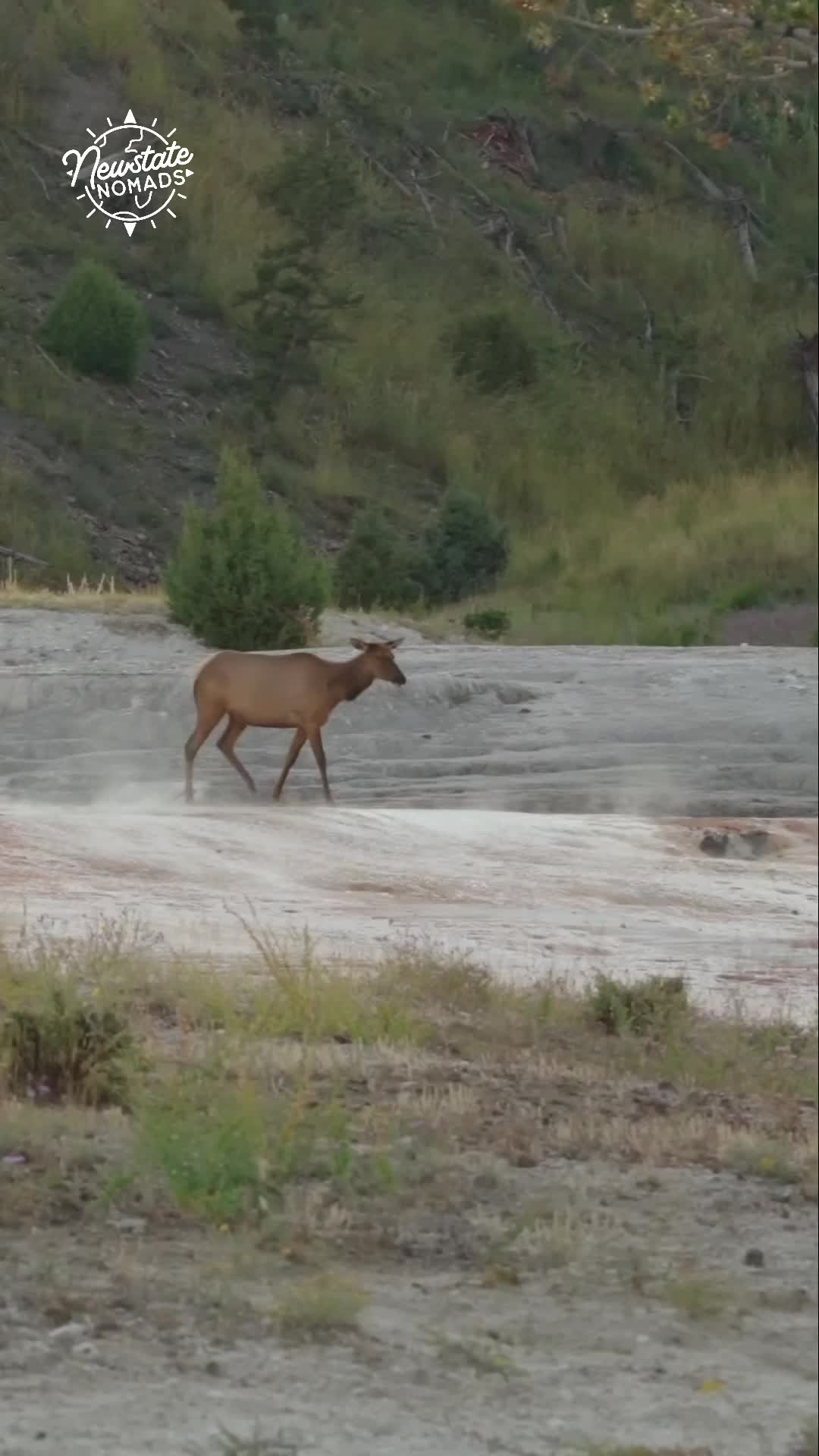 Mammoth Hot Springs