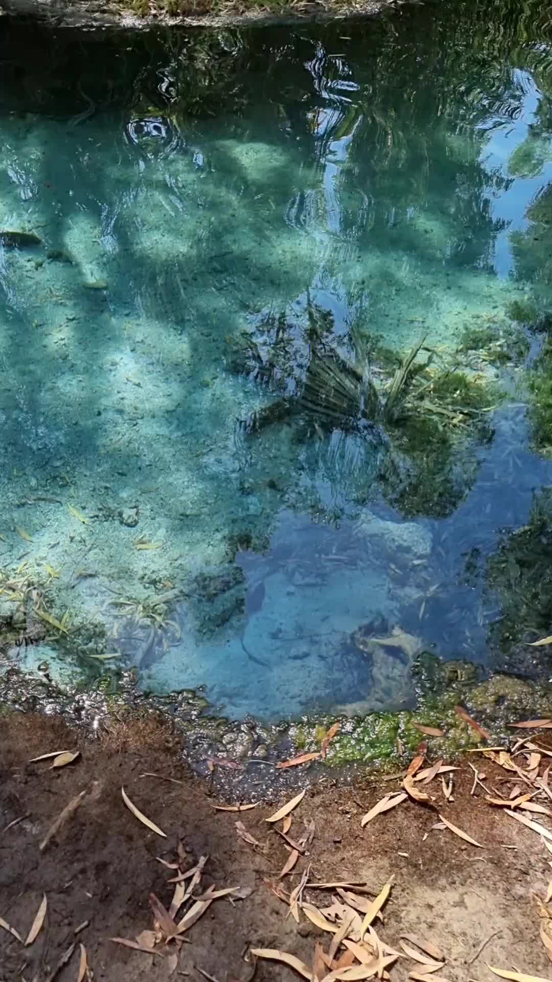 Mataranka Hot Springs