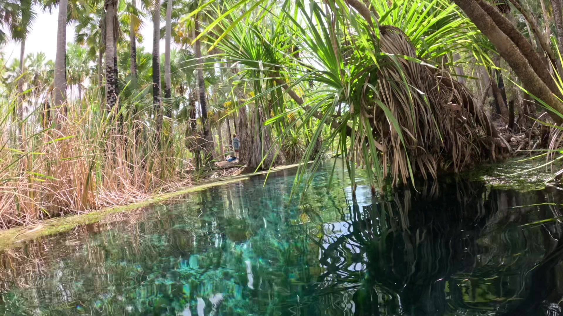 Mataranka Hot Springs