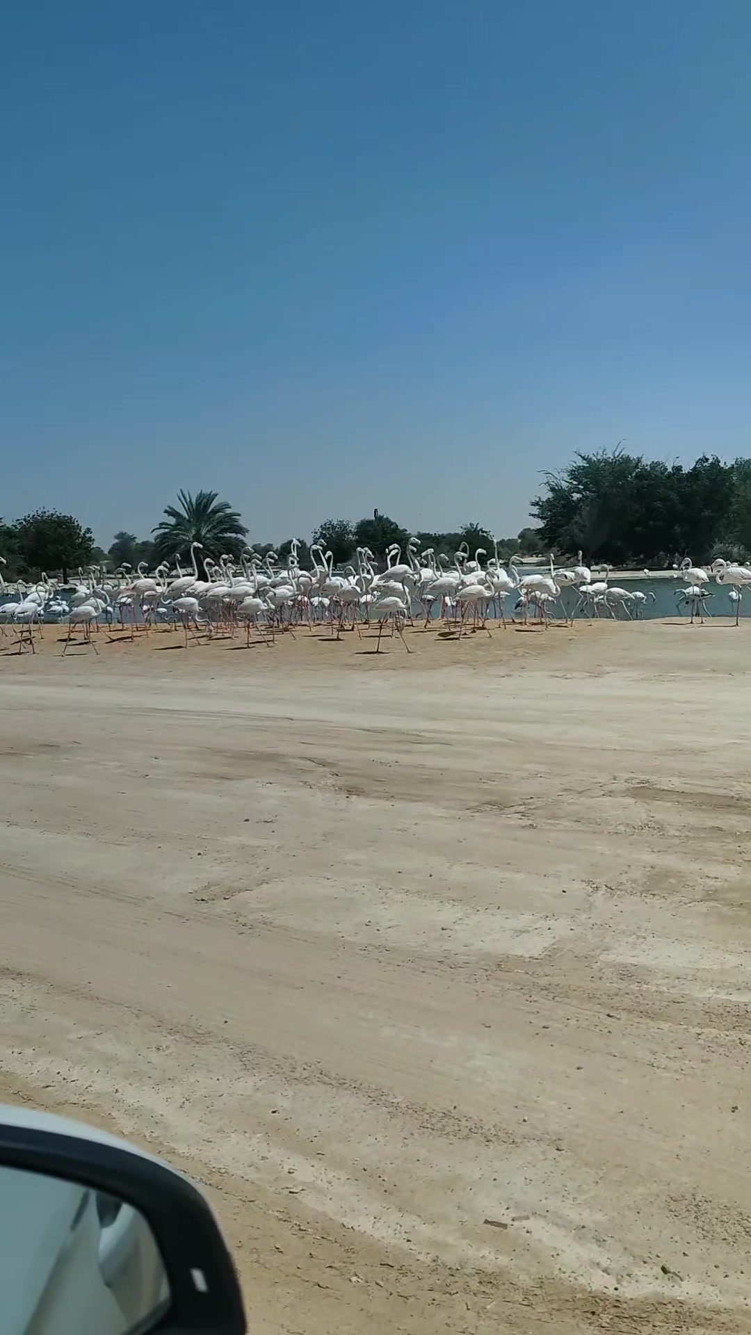מדבר אל מארמודר (Al Marmoom Desert Conservation Reserve)